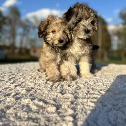 Aussiedoodle, Australian Shepherd, and Toy Australian Shepherd Puppies from Reintree