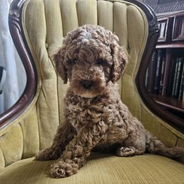 Sgt Pepper - Apricot male Australian Labradoodle puppy in Lithia, Florida from Waterford Doodle Farm