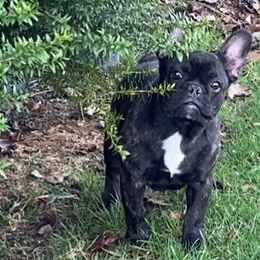 Australian Shepherds, French Bulldogs, and German Shepherds from Round of Apaws Canines