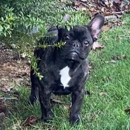 Australian Shepherds, French Bulldogs, and German Shepherds from Round of Apaws Canines