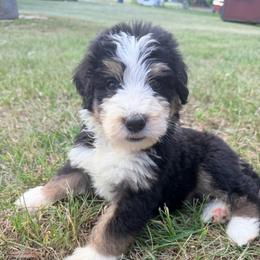 Chanel with training - Tri-color female Bernedoodle puppy in Boonville, North Carolina from Doods & Dolls