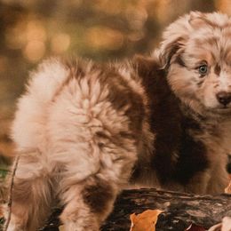 Miniature Australian Shepherds from Whispering Miniature Aussies