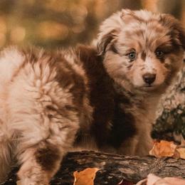 Miniature Australian Shepherds from Whispering Miniature Aussies