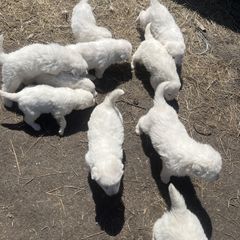 Sarah - White Maremma Sheepdog puppy in East Dover, Vermont from Cracked An Egg Farm