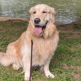 Golden Retrievers from Grand Slam Golden Retrievers