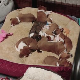 Basenji Puppies from Royal Basenji