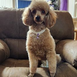 Becca - Poodle