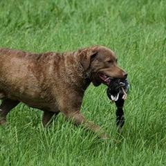 Chesapeake Bay Retriever All Grown Up from Topwater Chesapeakes