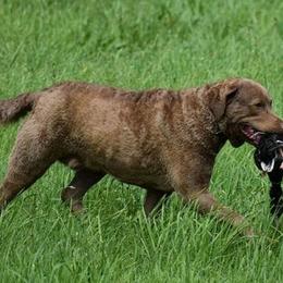 Chesapeake Bay Retriever All Grown Up from Topwater Chesapeakes