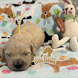 4th pick - Light golden female Golden Retriever puppy in Monroe, Tennessee from Dale Hollow Goldens