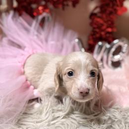 Glimmer - Cream female Dachshund puppy in Mayville, Michigan from Teenie Little Hearts