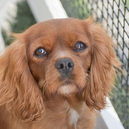 Cavalier King Charles Spaniels and Cavapoos from Stoltzfus Family Puppies