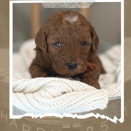Hayes - Red  male Goldendoodle puppy in Zeeland, Michigan from Dandelion Lane Doodles