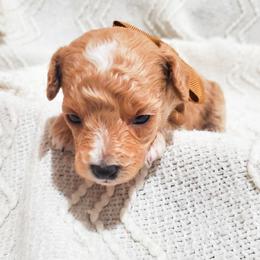 Kin-Ring - Apricot male Poodle puppy in Waco, Texas from Good Shepherd Homestead