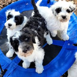 Portuguese Water Dog Puppies from Autumn Branch Farm Portuguese Water Dogs