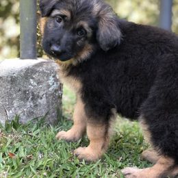 German Shepherd Puppies from Zwinger vom Schneider Wald