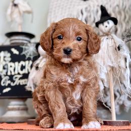 Brown - Red  male Goldendoodle puppy in Hesperia, Michigan from Red Acres Poodles & Doodles