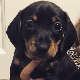 Dachshunds from Holy City Dachshunds