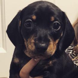 Dachshunds from Holy City Dachshunds