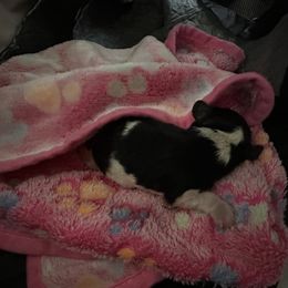 Puppy 1 - Tri-color male Cavalier King Charles Spaniel puppy in Corpus Christi, Texas from Kings Cross Cavaliers