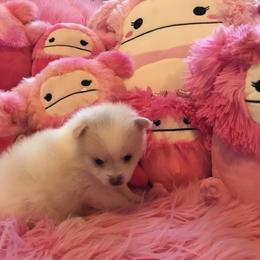 Pomeranian Puppies from Regal Poms