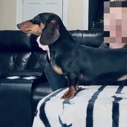 Loretta - Dachshund