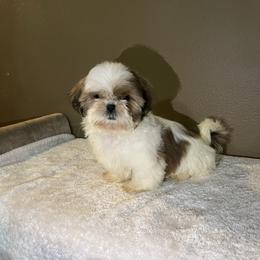Charlie - Gold and white male Shih Tzu puppy in Eastvale, California from Gigi’s Shih tzu