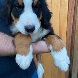 Bernese Mountain Dog Puppies from MSM Bernese Mountain Dogs