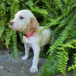 Girl 3 Pink - White female Llewellin Setter puppy in North Dinwiddie, Virginia from Pups Furever