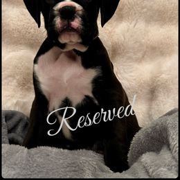 Onyx - Brindle male Boxer puppy in Seaside, Oregon from Vincent's Pride Boxers