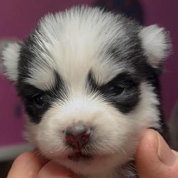 Twinkie - Black and white female Pomsky puppy in Spring Hill, Florida from PDQ Pomskies