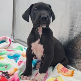 Ash - Black male Great Dane puppy in Kannapolis, North Carolina from Carolina Great Danes & Toy Poodles