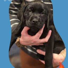 Holly - Pink Collar - Black female Labrador Retriever puppy in Sumerduck, Virginia from Cedar Mountain Retrievers