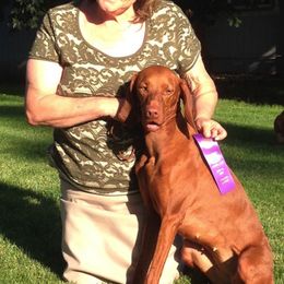 Vizsla All Grown Up from CMF Vizslas