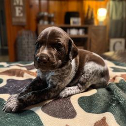 Oak - White and liver male German Shorthaired Pointer puppy in Georgia from CMC Farms