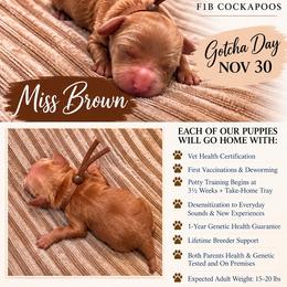 Miss Brown - Brown female Cockapoo puppy in Tampa, Florida from Mary Puppins