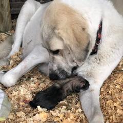 Anatolian Pyrenees from Hickory Hollow Goats