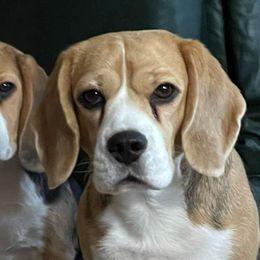 Bristol - Beagle