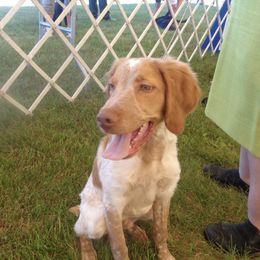 Brittanys from Brittany breeder