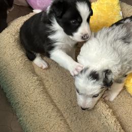 Border Collie Puppies from Roaring River Border Collies