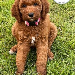 Goldendoodle, Labradoodle, Poodle, and Sheepadoodle Puppies from Osage Puppies