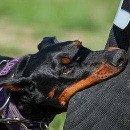 Zuzu - Doberman Pinscher