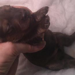 DBs Leni - Blue and cream female Dachshund puppy in Summerfield, Florida from D & B Ranchette