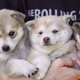 Pomsky and Siberian Husky Puppies from Blacktail Mountain Pomskies