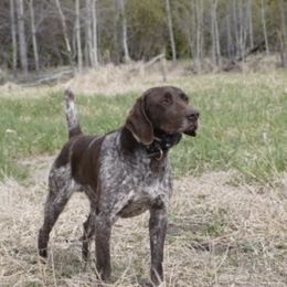 German Shorthaired Pointers from Willow Creek Kennels