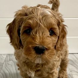 Australian Labradoodles from Crimson Clover Labradoodles