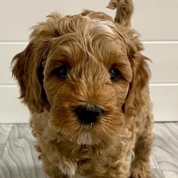 Australian Labradoodles from Crimson Clover Labradoodles
