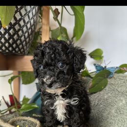 Cockapoo Puppies from Rawls Lovely Little Tots