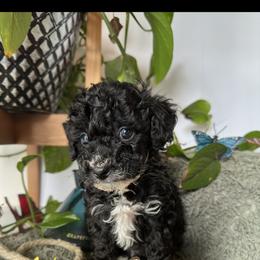 Cockapoo Puppies from Rawls Lovely Little Tots