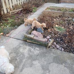 Assorted Doodle Crosses Puppies from Oasis Cotonpoos